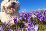 Manca Novak (Gimnazija Škofja Loka) Glov in purple (Gimnazija 